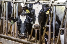 Phát hiện virus H5N1 ở bò sữa tại Mỹ. (Nguồn: Getty Images)