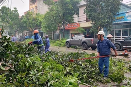 Công nhân Công ty Cổ phần Môi trường Đô thị tỉnh Lào Cai cắt dọn cây xanh bị gãy đổ để đảm bảo an toàn giao thông. (Ảnh: Quốc Khánh/TTXVN)