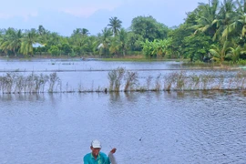 Mùa cá ruộng ở Hậu Giang