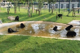 Các cá thể gấu vui chơi trong khuôn viên Trung tâm Cứu hộ Gấu Việt Nam thuộc vùng đệm Vườn Quốc gia Tam Đảo, tỉnh Vĩnh Phúc. (Ảnh: Hùng Võ/Vietnam+)