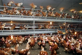 Séc phát hiện các ổ dịch cúm gia cầm ở nhiều trang trại. (Ảnh: AFP/ TTXVN)