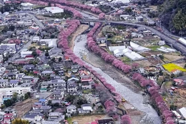 Hoa anh đào nở dọc con sông ở Kawazu, tỉnh Shizuoka, Nhật Bản. (Ảnh: Kyodo/TTXVN)