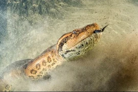 Rắn cổ đại Vasuki Indicus có thể là loài rắn lớn nhất hành tinh. (Nguồn: Alamy Stock Photo)
