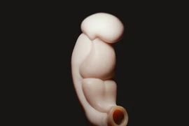 Hình ảnh 3D về phôi thai người khi được 3 tuần tuổi. (Ảnh: cults3d)