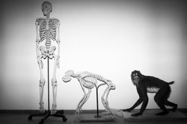 Bộ xương của người và khỉ tại Bảo tàng Lịch sử Tự nhiên Steinhardt ở Tel Aviv, Israel ngày 19 tháng 2 năm 2018. (Nguồn: AP)