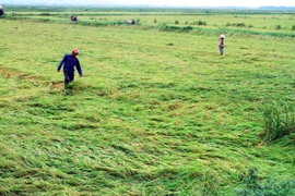 Nhiều diện tích lúa tại các địa phương trên địa bàn huyện Quảng Ninh (Quảng Bình) bị ngã đổ sau trận mưa lớn kèm gió mạnh vào tối 2/5. (Ảnh: Tá Chuyên/TTXVN) 