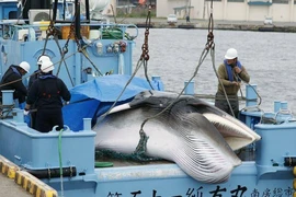 Nhật Bản nối lại hoạt động săn bắt cá voi vây lớn vào mục đích thương mại. (Ảnh: AP)
