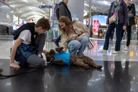 Những chú chó dễ thương tại sân bay Istanbul giúp hành khách thư giãn trước chuyến bay. (Ảnh: Reuters)