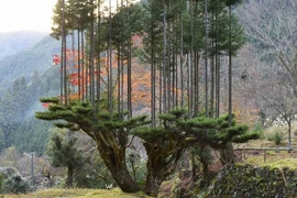 Từ một gốc cây tuyết tùng Daisugi mẹ có thể cung cấp hàng trăm cây gỗ trong vòng 200-300 năm. (Nguồn: Wrath of Gnon)