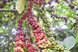 Huyện Đắk Mil là vùng trọng điểm sản xuất cà phê của tỉnh Đắk Nông với hơn 21.000ha, trong đó hơn 1.400 ha sản xuất theo bộ tiêu chuẩn quốc tế. (Ảnh: Nguyên Dung/TTXVN)