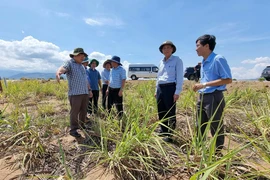 Lãnh đạo UBND tỉnh Ninh Thuận kiểm tra tình hình sản xuất mía ở xã Quảng Sơn (huyện Ninh Sơn) có nguy cơ bị chết khô do thiếu nước tưới. (Ảnh: Công Thử/TTXVN)