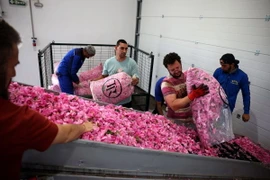 Công nhân dỡ các túi chứa cánh hoa hồng trên dây chuyền sản xuất dầu hoa hồng tại nhà máy chưng cất Terra Roza gần làng Sheynovo, Bulgaria, ngày 22 tháng 5 năm 2024. (Nguồn: Reuters)
