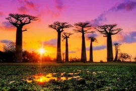 Cây baobab - biểu tượng của lục địa châu Phi. (Ảnh: creation)