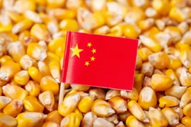 Ngô biến đổi gene từ Trung Quốc có thể được sử dụng thay thế cho sắn trong sản xuất thức ăn chăn nuôi và ethanol. (Nguồn: Bangkok Post)