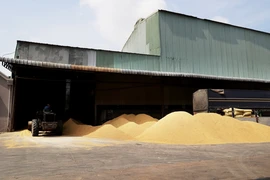 Công ty TNHH Dương Vũ (huyện Thủ Thừa, tỉnh Long An) thu mua lúa gạo để cung cấp cho các thị trường Trung Quốc, Philippines. (Ảnh: Hồng Đạt/TTXVN)