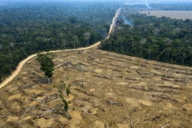 Khoảng rừng Amazon bị chặt phá tại Porto Velho, bang Rondonia, Brazil. (Ảnh: AFP/TTXVN)