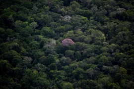 Rừng nhiệt đới Amazon tại bang Amazonas, Brazil. (Ảnh: AFP/TTXVN)