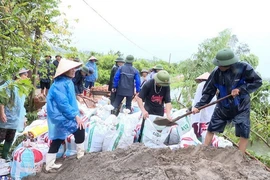 Khẩn trương xử lý sự cố sạt lở trên đê thuộc địa bàn thành phố Chí Linh. (Ảnh: TTXVN phát)