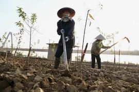 Những ngày này, tại làng trồng đào Nhật Tân, Phú Thượng người dân tất bật khôi phục lại vườn đào cho kịp vụ Tết. (Ảnh: Hà Anh/TTXVN phát)