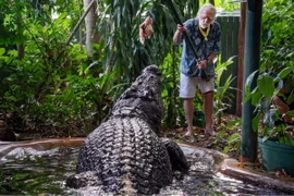 Cá sấu Cassius tại Khu bảo tồn Marineland Melanesia trên đảo Green gần Cairns, Australia, tháng 3/2023. (Ảnh: AAP)