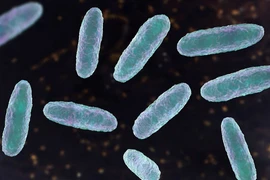 Hình minh họa về vi khuẩn Klebsiella oxytoca. (Ảnh: Getty Images)