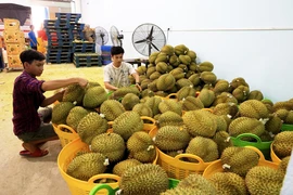 Sầu riêng xuất khẩu tập kết tại Vựa trái cây Hùng Loan, 94 QL20, thị trấn Tân Phú, huyện Tân Phú, tỉnh Đồng Nai. (Ảnh: Hồng Đạt/TTXVN)