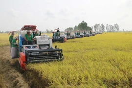 Công ty Cổ phần Tập đoàn Lộc Trời thu hoạch lúa cho bà con nông dân tham gia cánh đồng liên kết phục vụ xuất khẩu ở huyện Thoại Sơn, tỉnh An Giang. (Ảnh: Công Mạo/TTXVN)