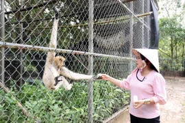 Vượn được nuôi dưỡng tại Trung tâm cứu hộ động vật hoang dã Vườn Quốc gia U Minh Thượng, tỉnh Kiên Giang. (Ảnh: Lê Sen/TTXVN)
