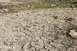 Đất đai khô cằn, nứt nẻ nên hơn 2.000ha đất sản xuất nông nghiệp tại 2 xã Mỹ Thạnh, Hàm Cần (huyện Hàm Thuận Nam) phải bỏ hoang. (Ảnh: Nguyễn Thanh/TTXVN)