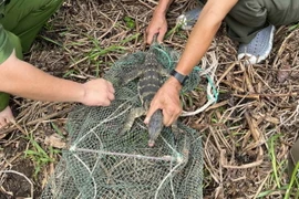 Lực lượng chức năng giải cứu cá thể kỳ đà hoa quý hiếm ra khỏi bẫy lưới. (Ảnh: Vườn Quốc gia Côn Đảo)