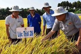 Giống lúa Lộc Trời 28 được trồng khảo nghiệm tại cánh đồng của Công ty Cổ phần Giống cây trồng Lộc Trời (Tập đoàn Lộc Trời). (Ảnh: TTXVN phát)