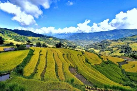 Ruộng bậc thang ở Tả Sử Choóng, huyện Hoàng Su Phì (Hà Giang). (Ảnh: Nguyễn Chiến/TTXVN)