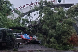 Cây gãy đổ đè bẹp nhiều ôtô tại bãi đỗ xe trước Công viên Tuổi trẻ. (Ảnh: Phương Anh/TTXVN)