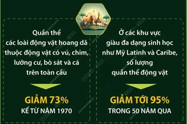 Quần thể động vật hoang dã trên thế giới giảm 70% trong 50 năm qua 