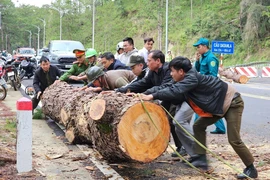 Một cây thông cổ thụ bên phía taluy âm có chiều cao hàng chục mét, đường kính thân cây khoảng 80cm bật gốc, đổ chắn ngang hoàn toàn tuyến đèo. (Ảnh: TTXVN phát)