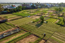 Nông dân làng rau Trà Quế tất bật sản xuất vụ rau tết. (Ảnh: TTXVN phát)