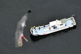 Cá voi mắc cạn tại Vịnh Osaka. (Nguồn: Kyodo)