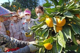 Công nhân Việt Nam tham gia chương trình lao động thời vụ của Hàn Quốc tại trang trại ở Seogwipo, đảo Jeju. (Nguồn: Yonhap)