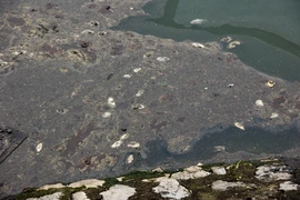 Cá chết nổi trên hồ Bách Hợp Thủy trong Công viên Thiên văn học. (Ảnh: Hoài Nam/Vietnam+)