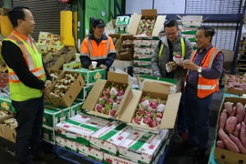 Khách hàng lựa chọn mua trái thanh long tươi của Việt Nam tại chợ đầu mối hoa quả Sydney. (Ảnh: Khánh Linh/TTXVN)