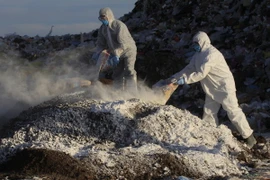 Nhân viên kiểm dịch tiêu hủy gà nhiễm cúm gia cầm tại Dolores Hidalgo, bang Guanajuato, Mexico. (Ảnh: AFP/TTXVN)