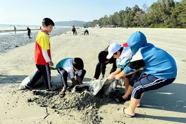 Học sinh trên đảo Cô Tô thu gom rác thải, dọn sạch bãi biển. (Ảnh: TTXVN phát)