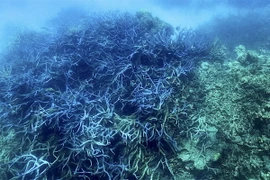 Rạn san hô Great Barrier ở ngoài khơi bang Queensland, Australia bị tẩy trắng trên diện rộng. (Ảnh: AFP/TTXVN)