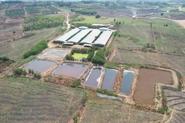 Trang trại chăn nuôi lợn ở xã H'bông, huyện Chư Sê, tỉnh Gia Lai nằm cách khu dân cư chưa đến 1km, các hồ chứa nước thải thô sơ, không che đậy. (Ảnh: Nguyễn Hoài Nam/TTXVN)