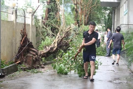 Người dân di chuyển cây gẫy đổ, cùng nhau hỗ trợ khắc phục hậu quả sau bão. (Ảnh: Nguyễn Thắng/TTXVN)