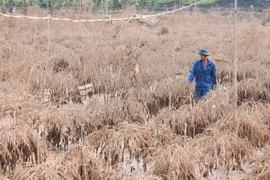 Hơn 400 cành đào của ông Đỗ Văn Thăng (làng Phú Thượng) bị chết do ngập nước, thiệt hại ước tính hơn 200 triệu đồng. (Ảnh: Hoàng Hiếu/TTXVN)