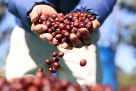 Càphê Arabica. (Ảnh: Tuấn Anh/TTXVN)