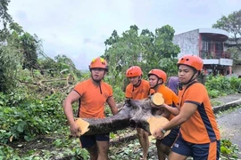 Cây cối gãy đổ do bão Trami tại tỉnh Albay, Philippines. (Ảnh: THX/TTXVN)