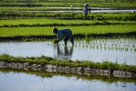 Nông dân làm việc trên cánh đồng lúa ở Japakeh, gần Banda Aceh, Indonesia. (Ảnh: AFP/TTXVN)