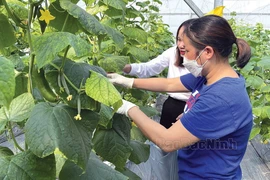 Nguồn vốn NHCSXH giúp cho nhiều hộ đầu tư phát triển nông nghiệp công nghệ cao, vươn lên làm giàu trên mảnh đất quê hương. (Nguồn: báo Bắc Ninh)